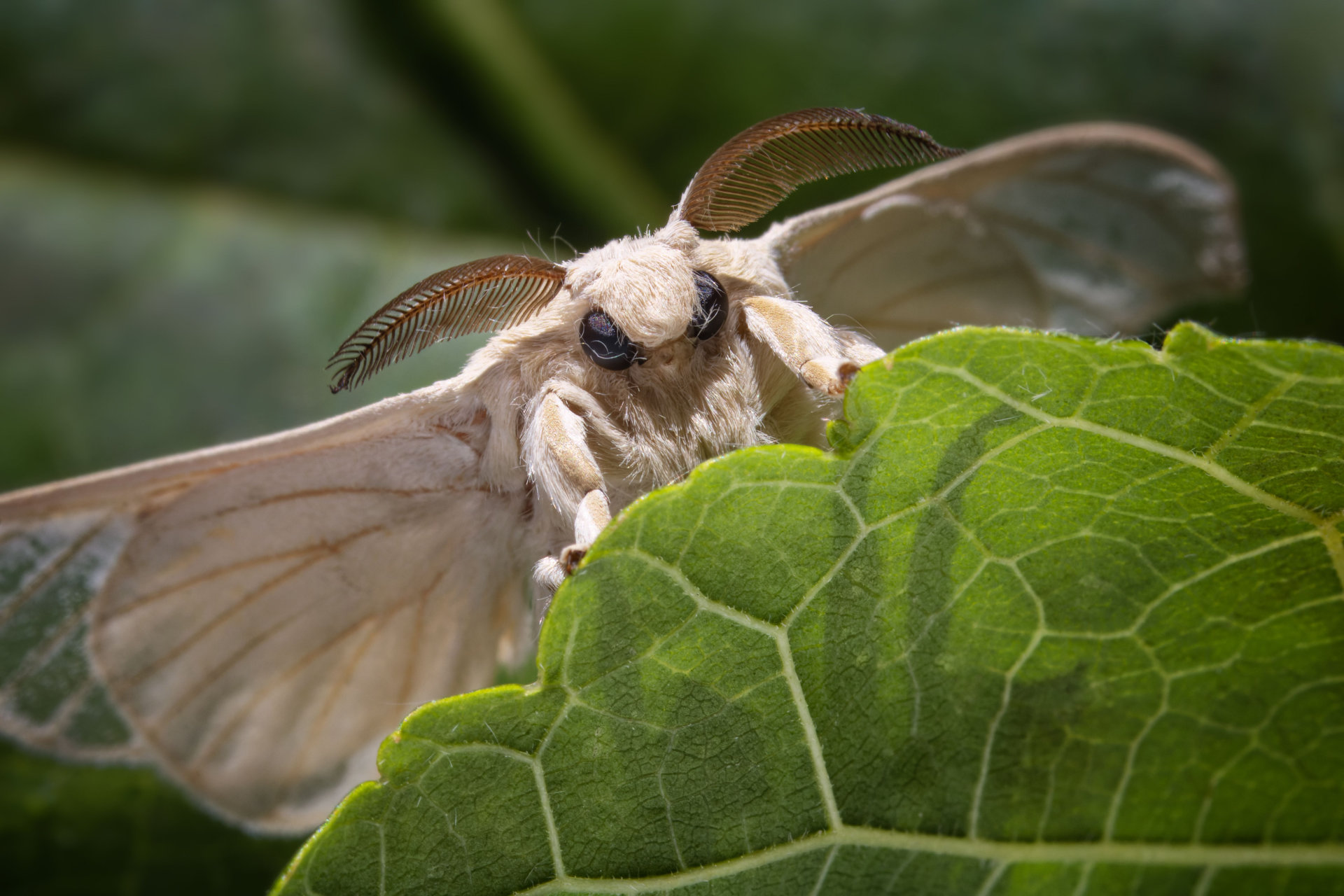 The Mothman Events of Point Pleasant: Beyond the Legend